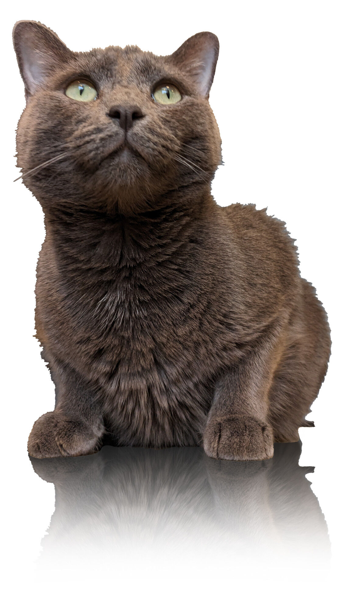 Kitty Treat Vineyard Pinot Noir