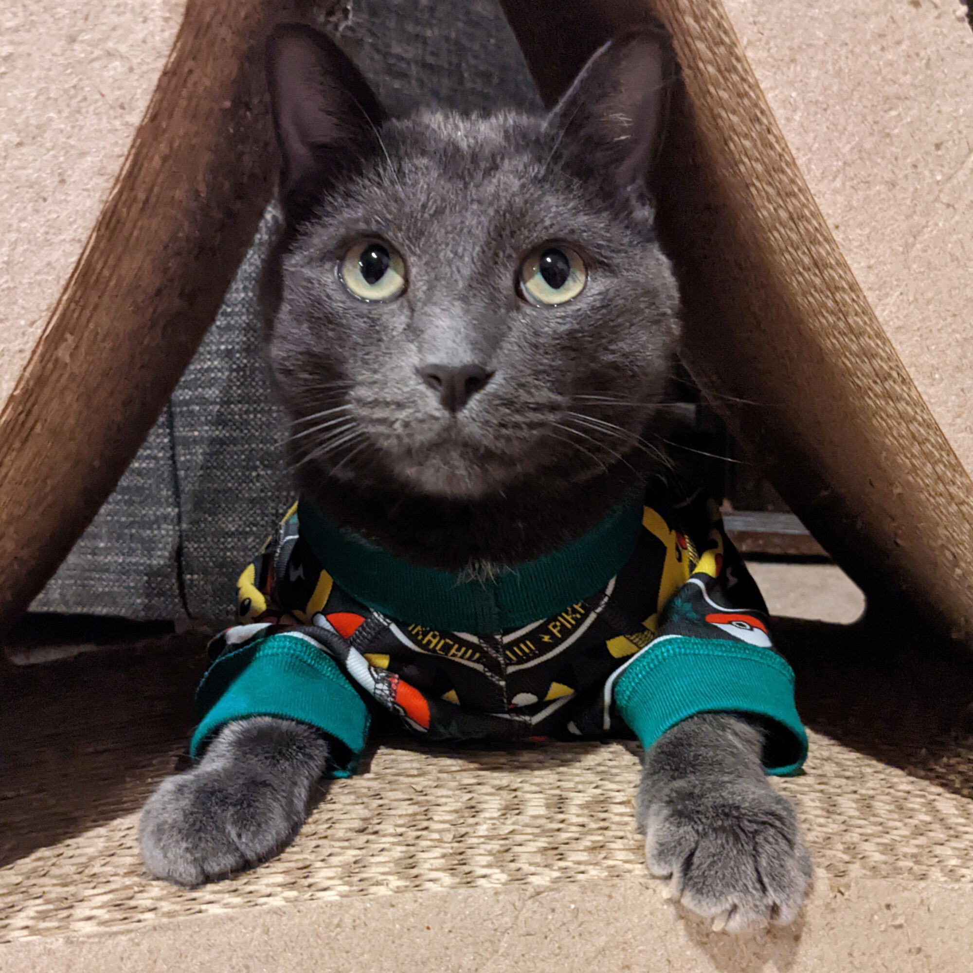 Kitty Treat Vineyard Pinot Noir